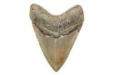 Bargain, Fossil Megalodon Tooth - North Carolina #201925-2